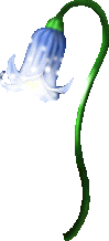 盛开的蓝铃花